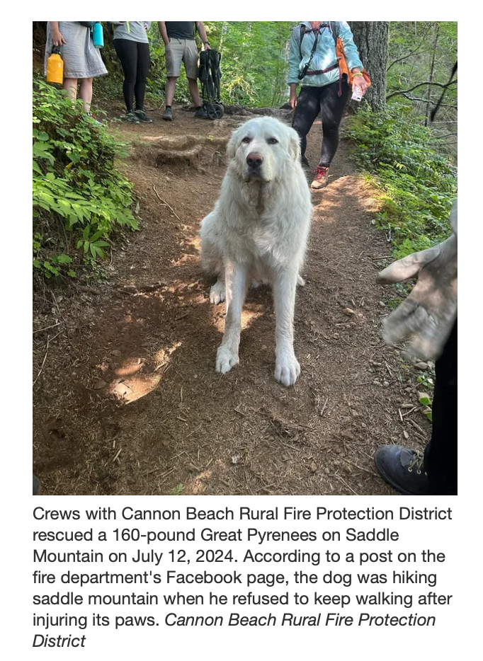 Firefighters Rescue Injured Great Pyrenees from Mountain Trail